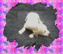flop